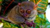 Tarsier