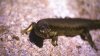 Aride Skink