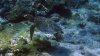 vor Aride unter Wasser
