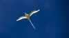 Aride, Tropicvogel