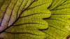 moal_b002
